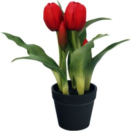 Tulipany w doniczce czerwone 23 cm