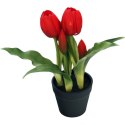 Tulipany w doniczce czerwone 23 cm