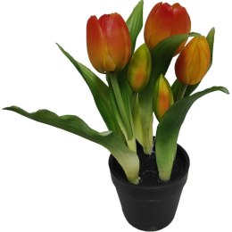 Tulipany w doniczce pomarańczowe 23 cm