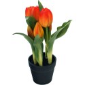 Tulipany w doniczce pomarańczowe 23 cm