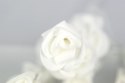 Dekoracja świetlna - Dekoracyjna róża - 16 LED, 45 cm
