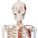 JAGO Human Anatomy Skeleton z detalami malowania mięśni, 181