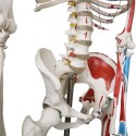 JAGO Human Anatomy Skeleton z detalami malowania mięśni, 181